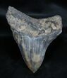 Coffee Colored Inch Megalodon Tooth #1665-1